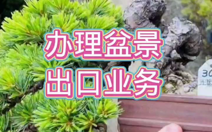 我国出口欧洲、美国、加拿大等国家盆景苗木检疫要求及方法哔哩哔哩bilibili