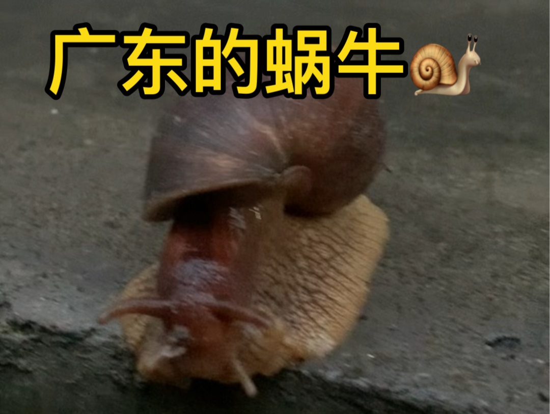 给大家看下广东蜗牛的震撼!