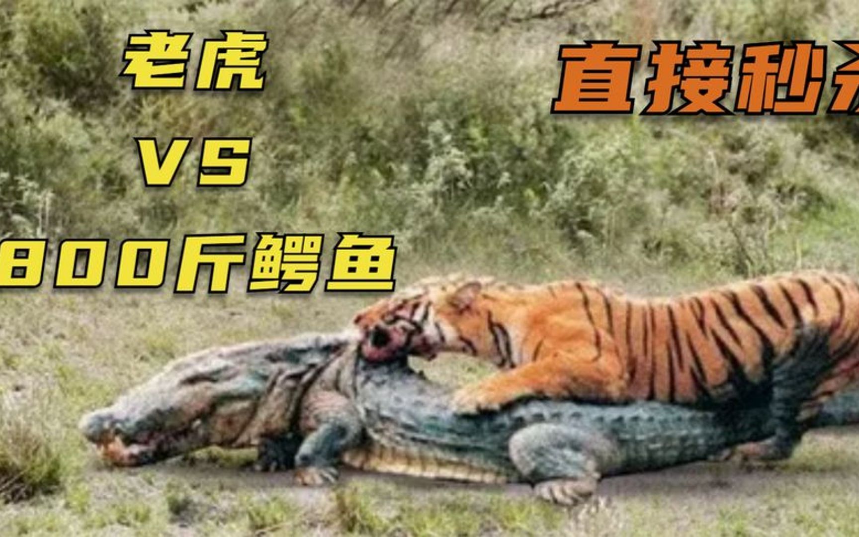 老虎不愧是山中之王,猎杀800斤鳄鱼一气呵成,场面紧张又刺激