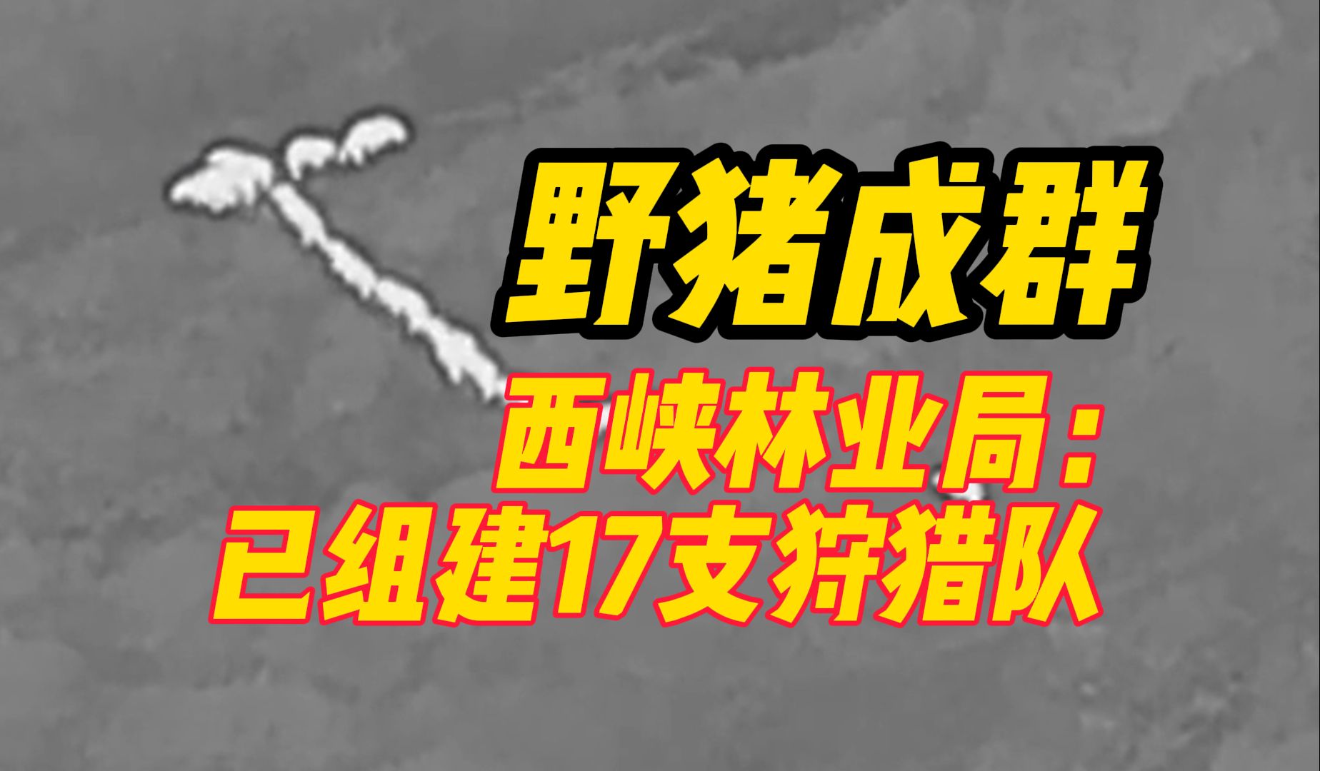 野猪成群,西峡林业局:已发放292张狩猎证,组建17支狩猎队哔哩哔哩bilibili