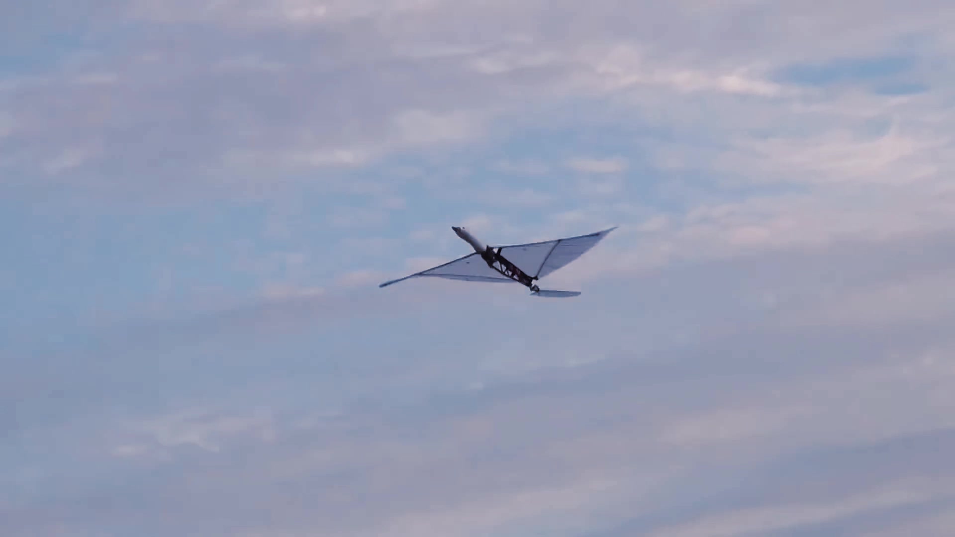 飞行大鹅——扑翼机