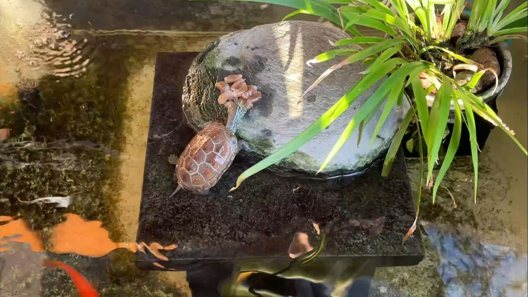 天气热给乌龟加餐，吃得真够痛快