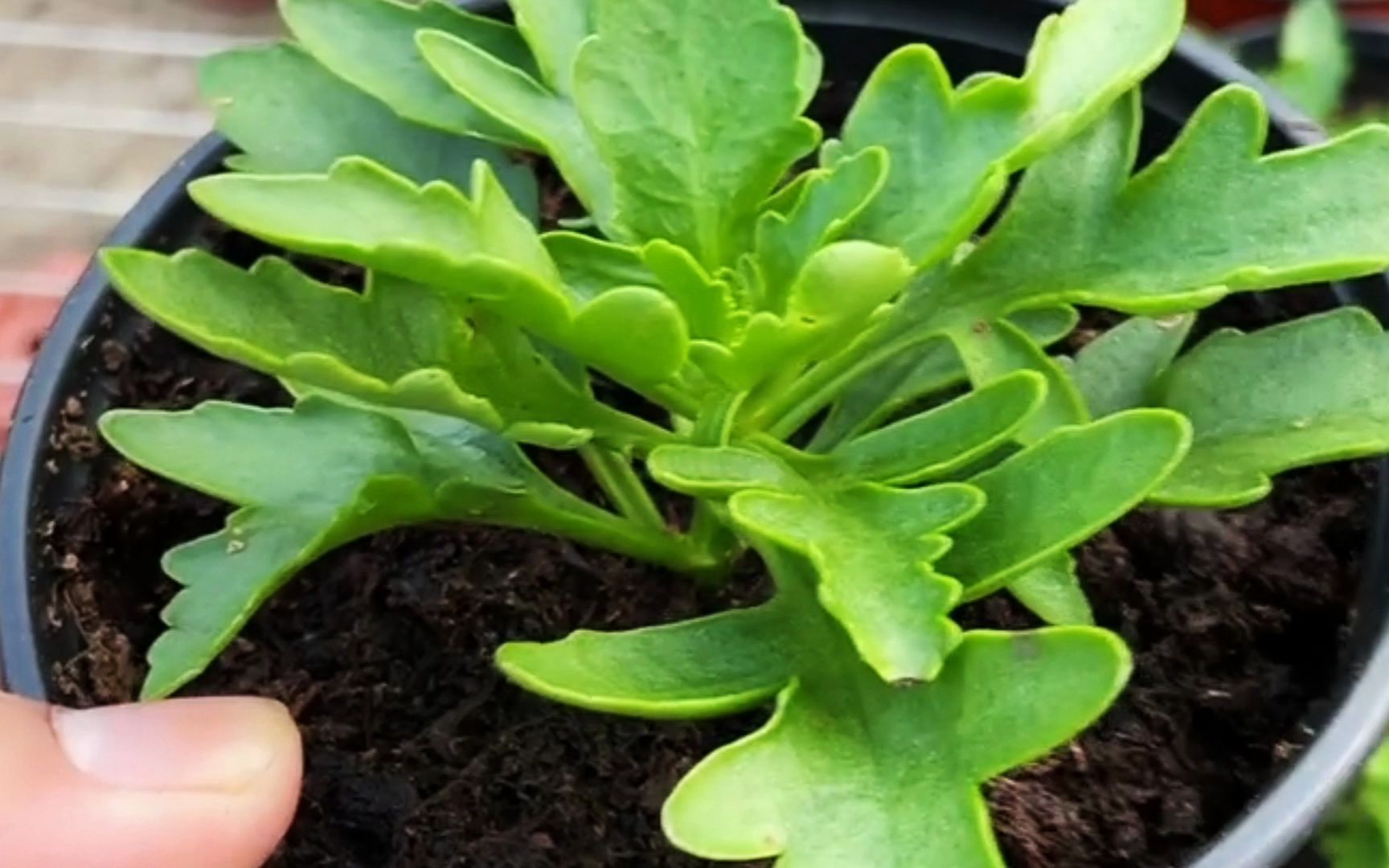 夏天养护长寿花小苗牢记这几个小窍门不黑腐烂根生长旺盛