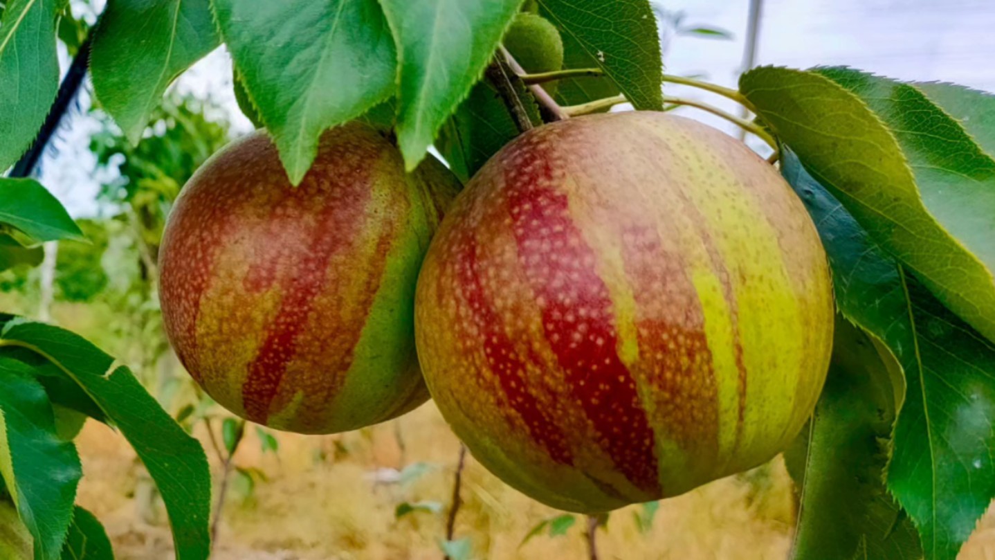 龙花梨,成熟8月中旬,果面有彩色条纹稀有独特,果肉细嫩无渣、水分充足、酥脆香甜,集观赏食用于一体难得的梨树新品种.哔哩哔哩bilibili