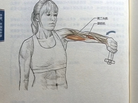 哑铃辅助前臂旋后肌群拉伸,网球肘人群,运动书籍推荐