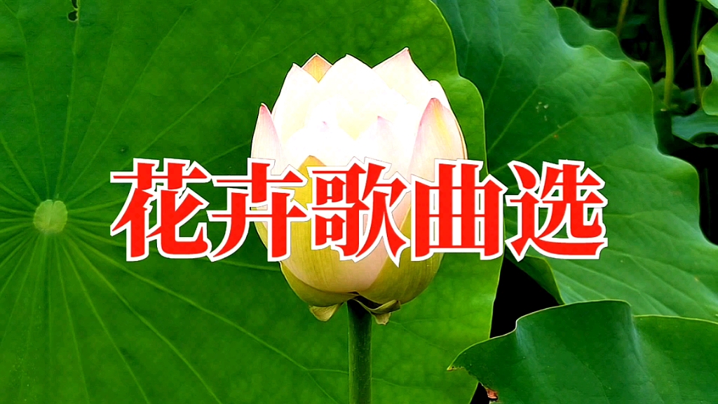 [图]美丽的花朵，赏花识花听歌曲，享受大自然的美，请欣赏花卉歌曲选。