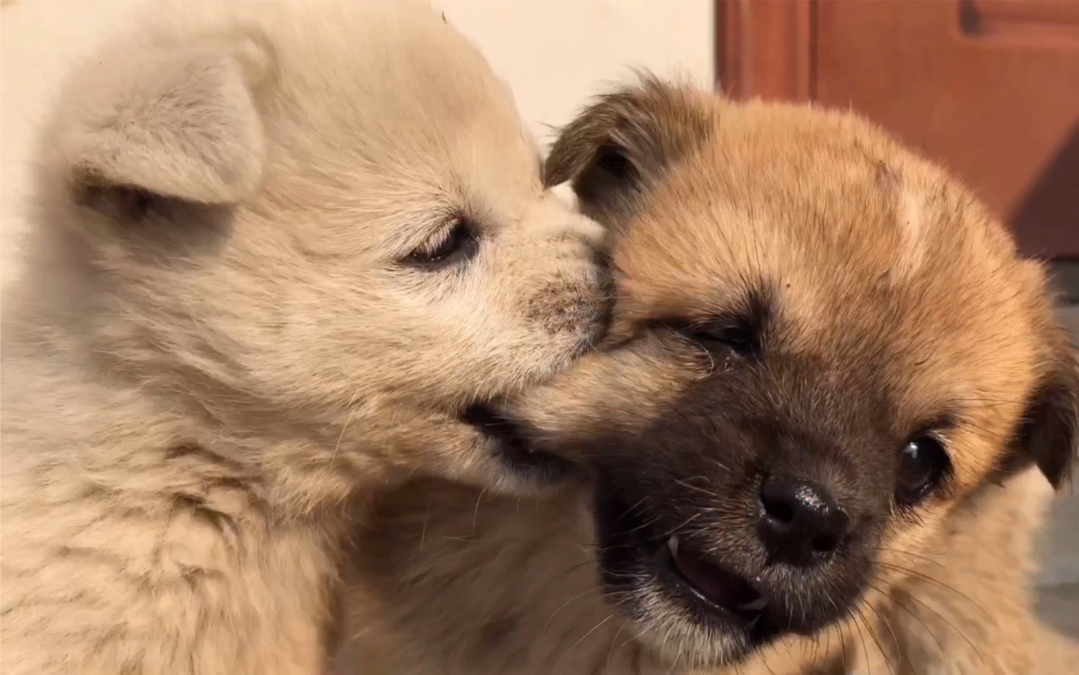 土狗老大总是咬小奶狗,挨训狗妈妈护着_哔哩哔哩_bilibili