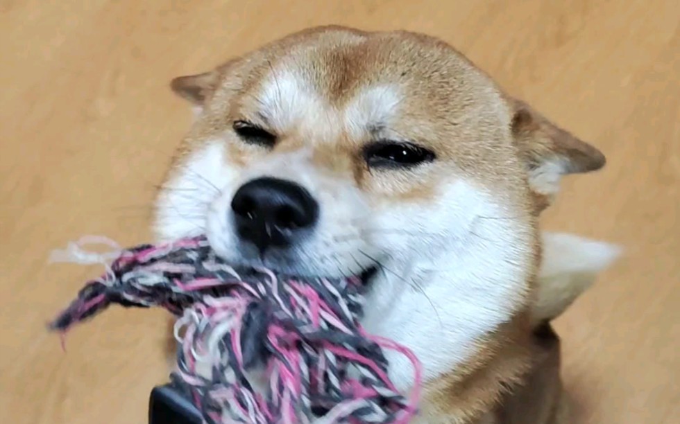 【柴犬七六】谁能拒绝一只飞机耳的小狗狗呀