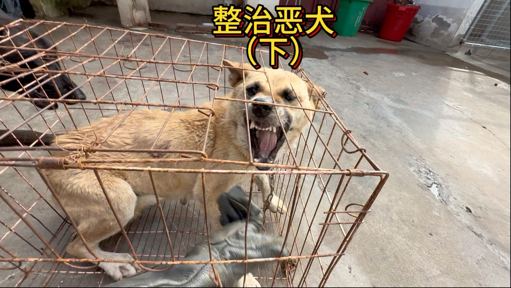 今天来继续整治这条十恶不赦的恶犬,对于这种咬人的恶犬必须给它整治一下。-于大仙的农村生活-于大仙的农村生活-哔哩哔哩视频