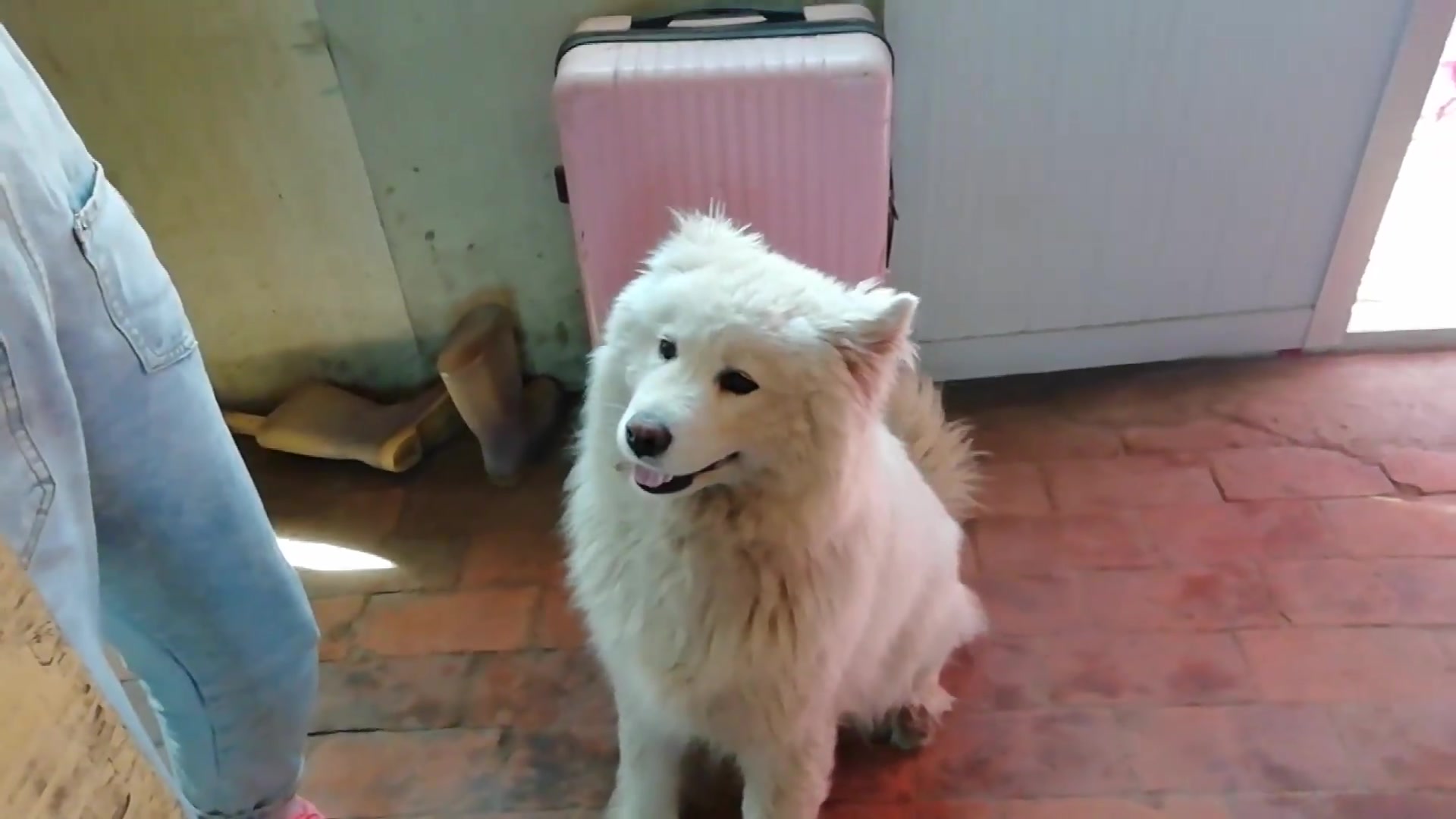 朋友家的豆豆狗也很可爱,想吃水果就张嘴,好热