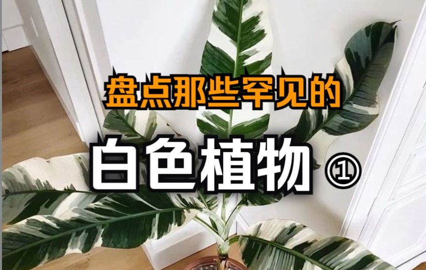 盘点那些在生活中罕见的白色植物1哔哩哔哩bilibili