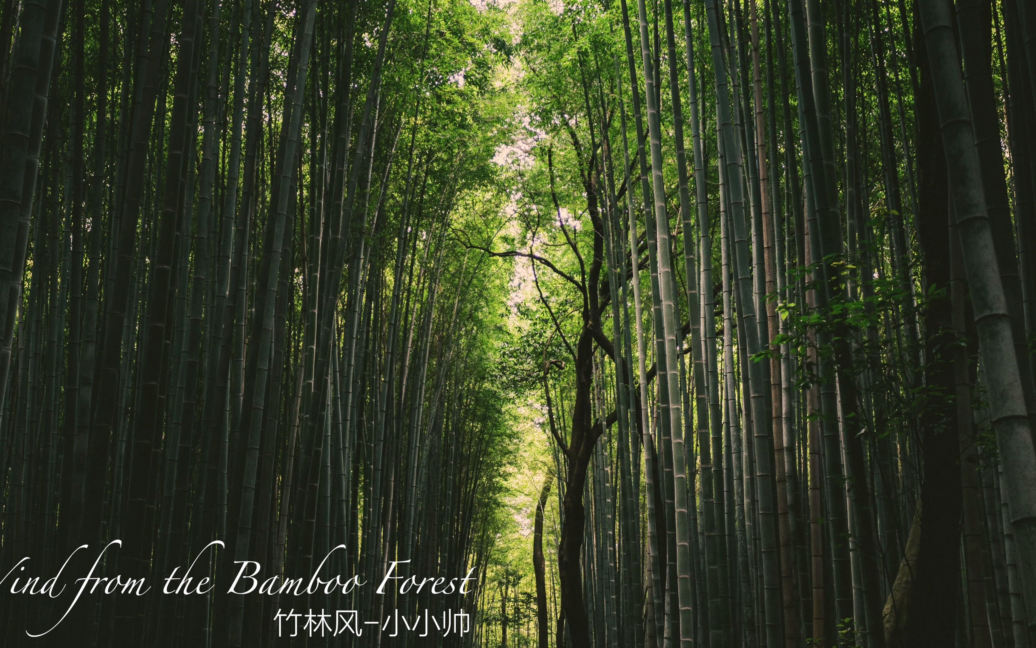 [图]【中国风原创音乐】竹林风-wind from the bamboo forest