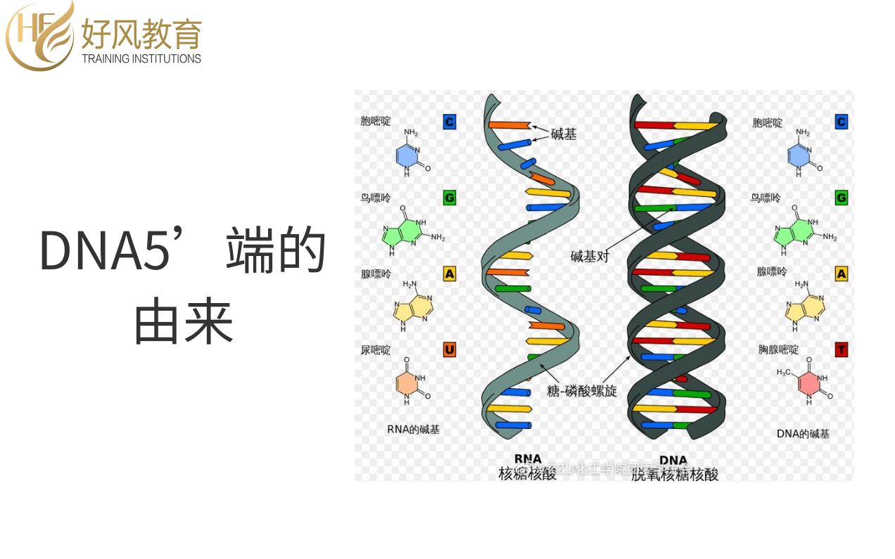 好风生物学堂《 DNA5'端的由来》主讲:项老师哔哩哔哩bilibili