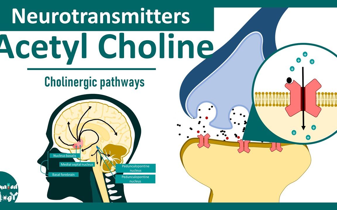 【中英文字幕】神经递质 : 乙酰胆碱 大脑中的胆碱能通路哔哩哔哩bilibili