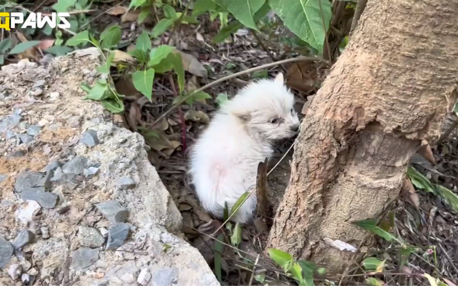 遛狗发现路边一只小流浪狗在哀嚎,皮肤病严重,带去检查后收编,小奶狗