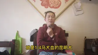 Tải video: 157-聊聊昆马犬