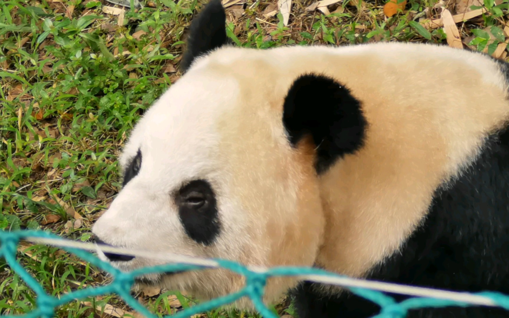 【大熊猫二顺一家】二顺:我看看是谁一大早就在这叽叽呱呱说个不停!烦死熊!哔哩哔哩bilibili