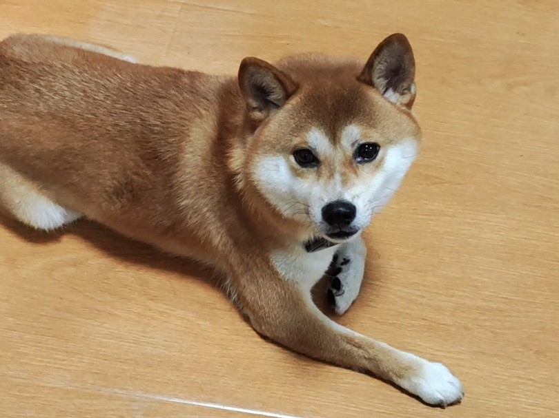 【柴犬七六】乖巧可爱的小狗狗一枚呀