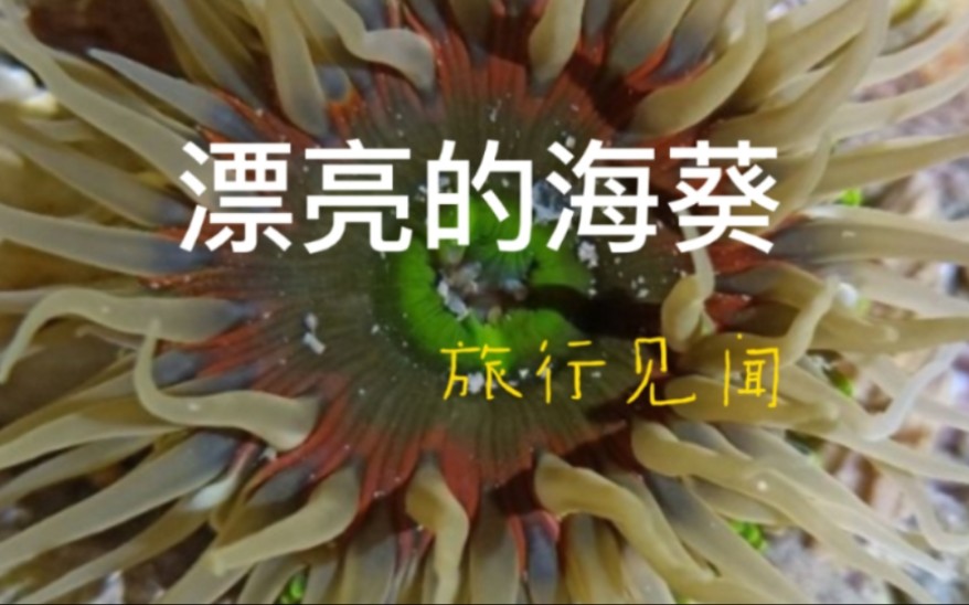 科普|海葵是一种什么样生物?哔哩哔哩bilibili