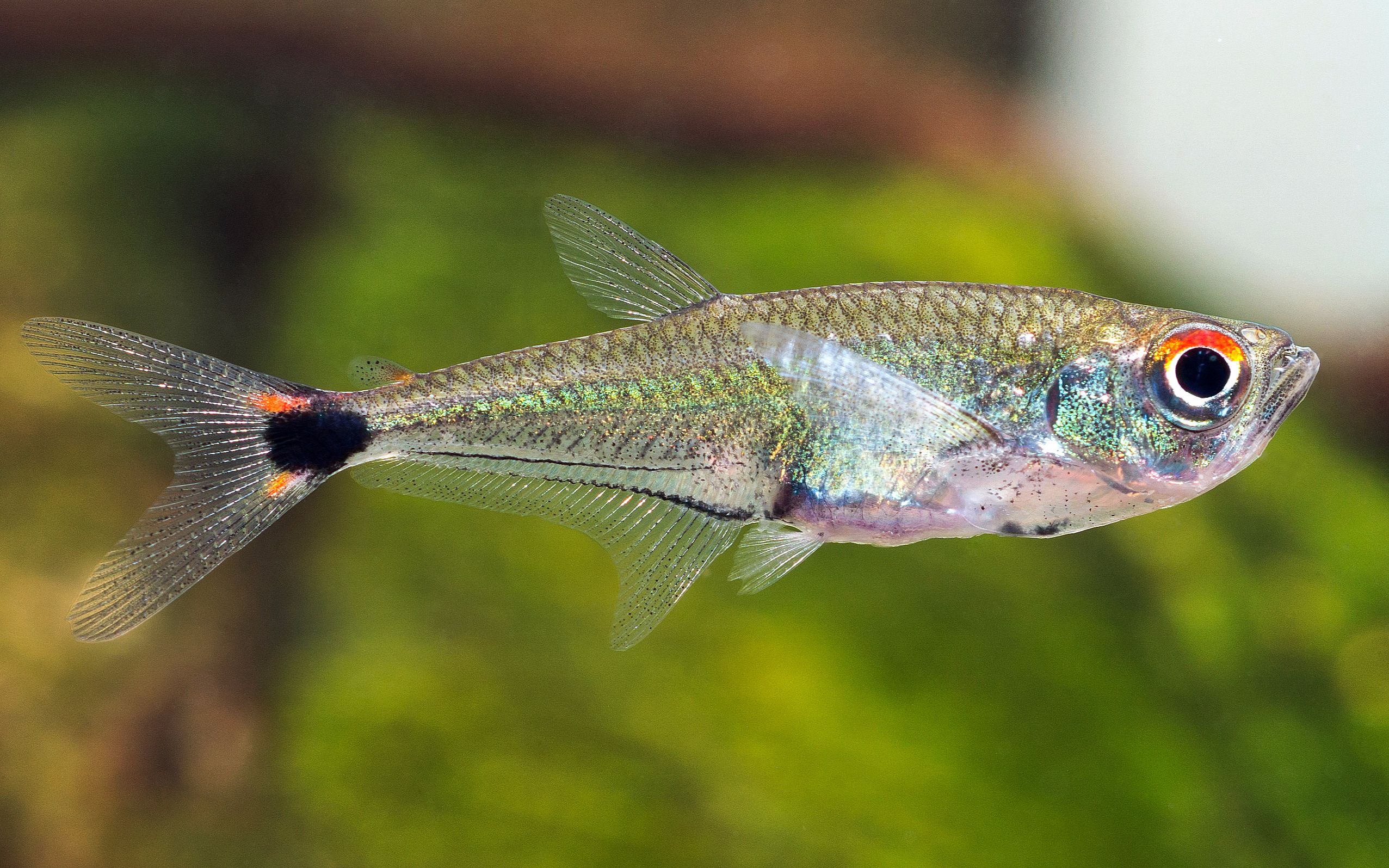 【自家鱼缸】 【灯鱼】 【热带鱼】神风灯_哔哩哔哩 (゜-゜)つロ 干杯