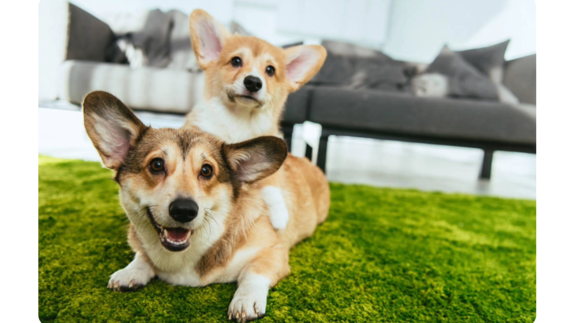 2020萌宠狗狗_哔哩哔哩 (゜-゜)つロ 干杯~-bilibili