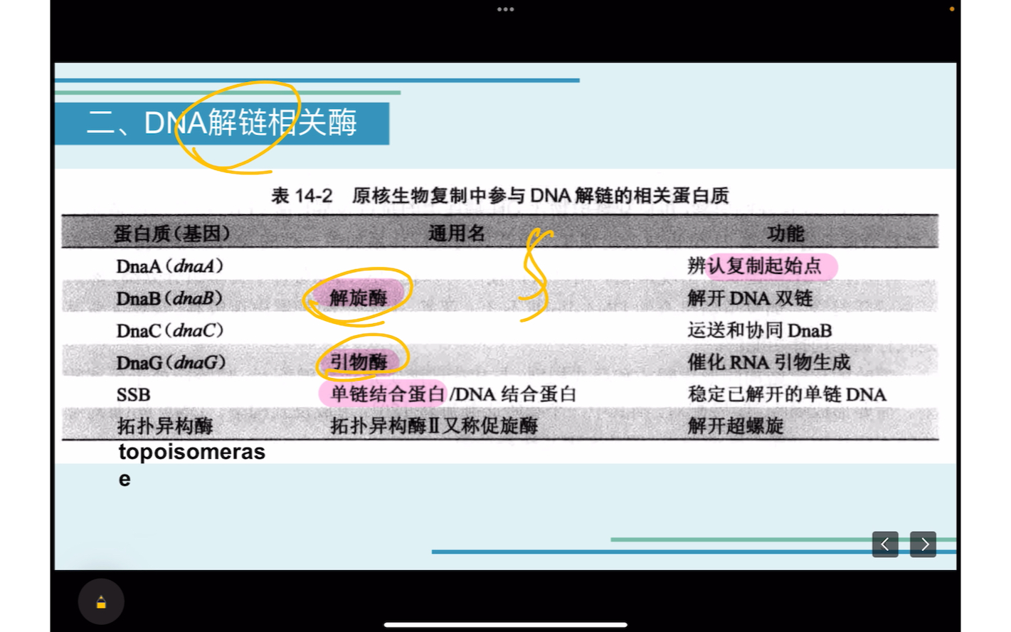 DNA复制的酶学(聚合酶,引物酶,解旋酶,拓扑酶,连接酶)【生物化学】哔哩哔哩bilibili