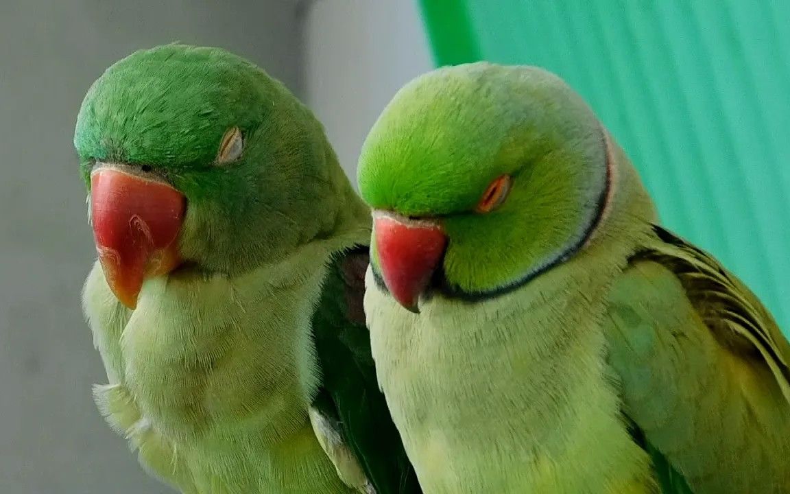 睡觉的鹦鹉超级可爱