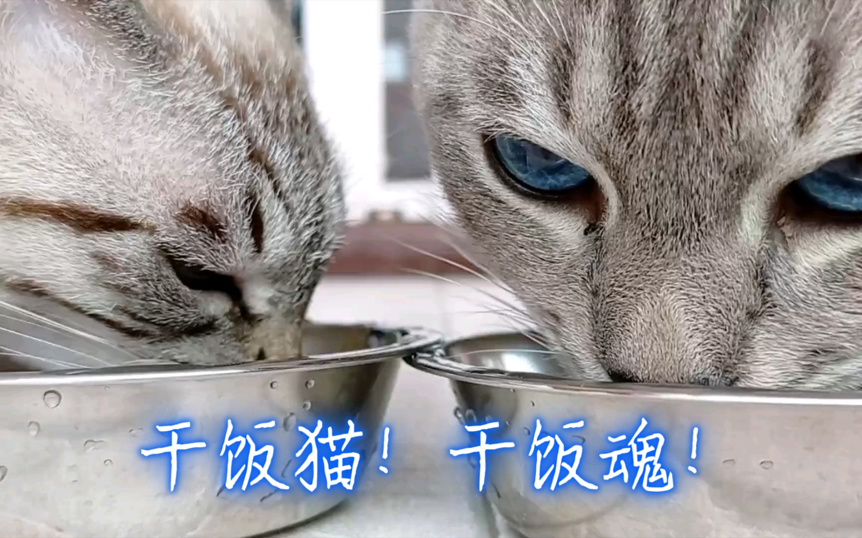 虎斑暹罗萌宠吃播干饭猫干饭魂吧唧吧唧嘴可可爱爱