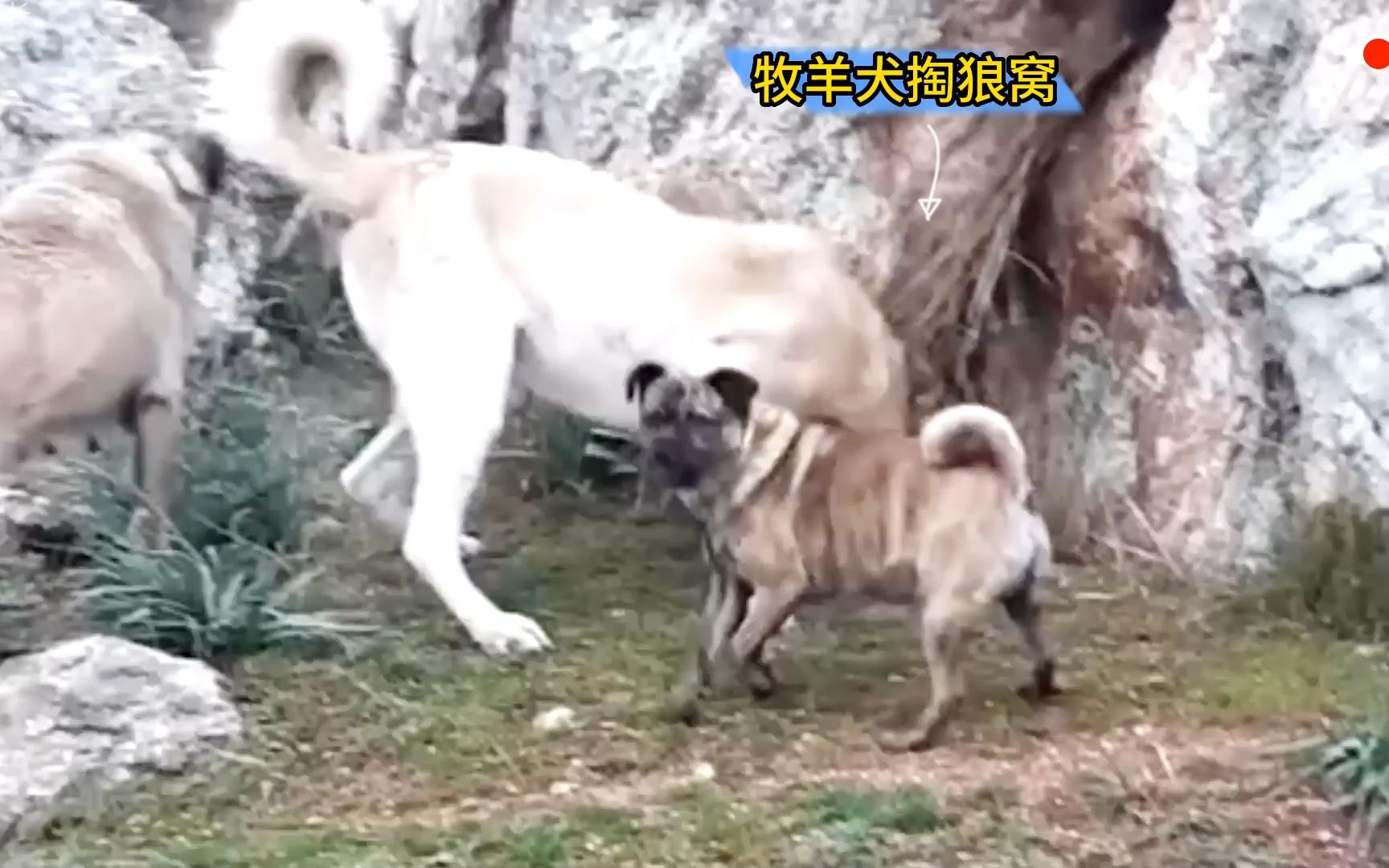 [图]牧羊犬掏狼窝，遭到狼群的报复，太精彩了！