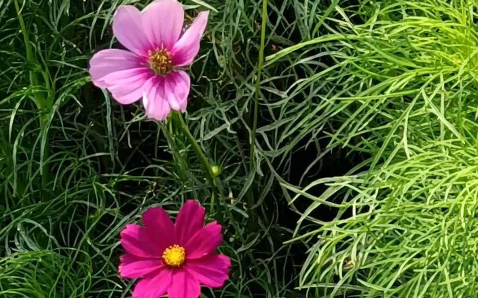 [图]格桑花儿开。