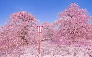 铃鹿之森庭园 搜索结果 哔哩哔哩 Bilibili