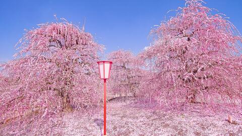 4k 鈴鹿の森庭園しだれ梅 苏祖卡森林公园落泪梅花 哔哩哔哩 Bilibili