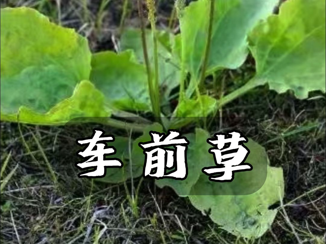 车前草哔哩哔哩bilibili