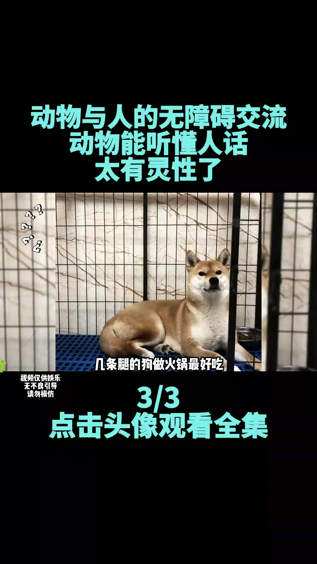 动物与人的无障碍交流,动物能听懂人话,太有灵性了哔哩哔哩bilibili