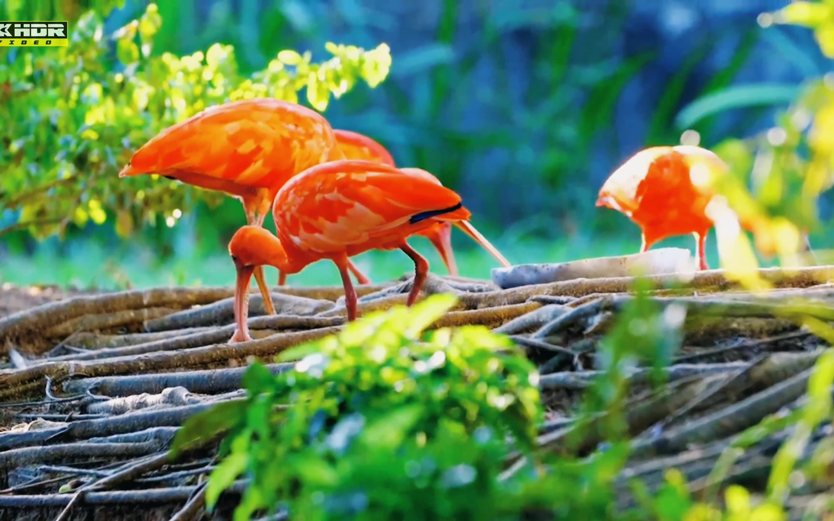 神奇动物在哪里?快来看16k超高清hdr动物视频