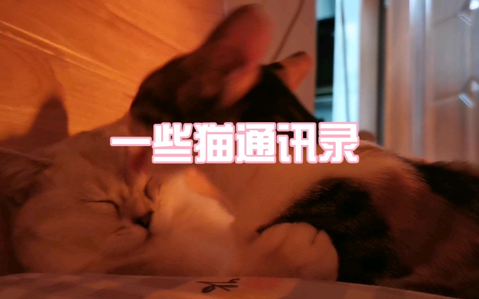 猫 咪 正 经 国 产 偷 拍哔哩哔哩bilibili