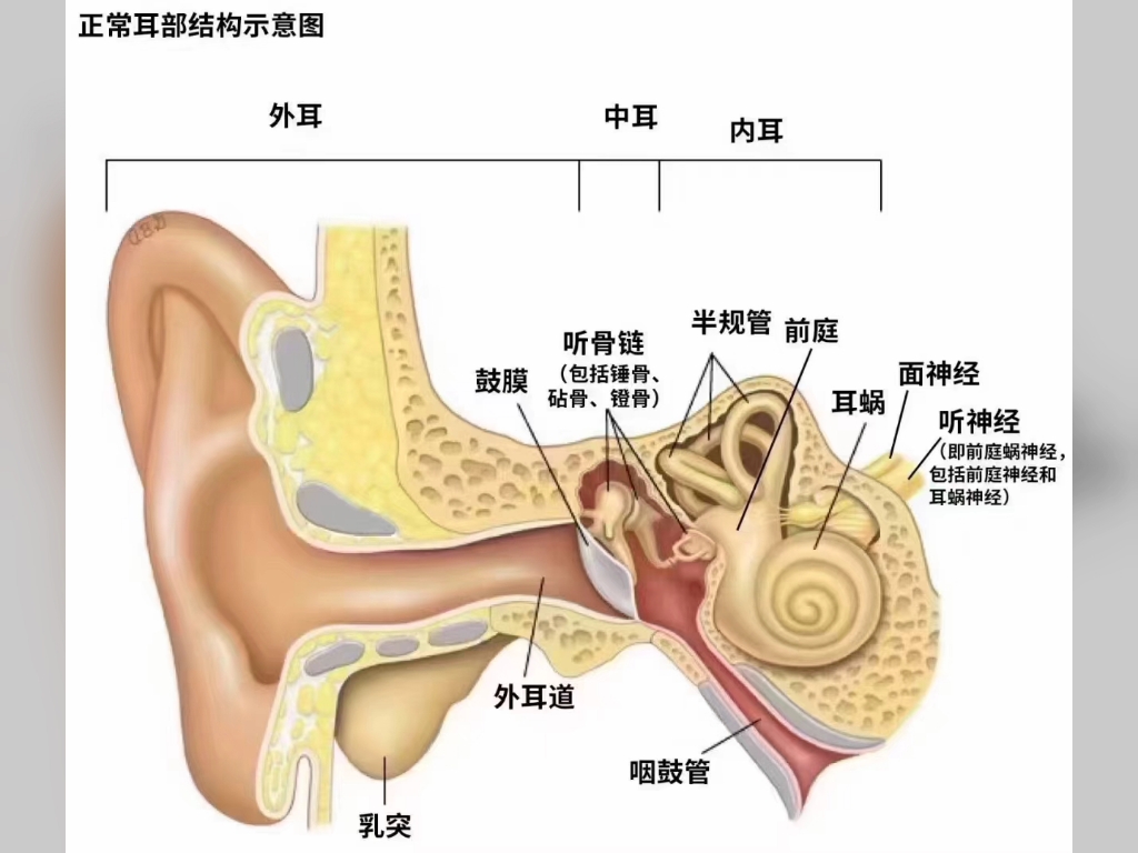 耳朵代表身体哪个部位图片