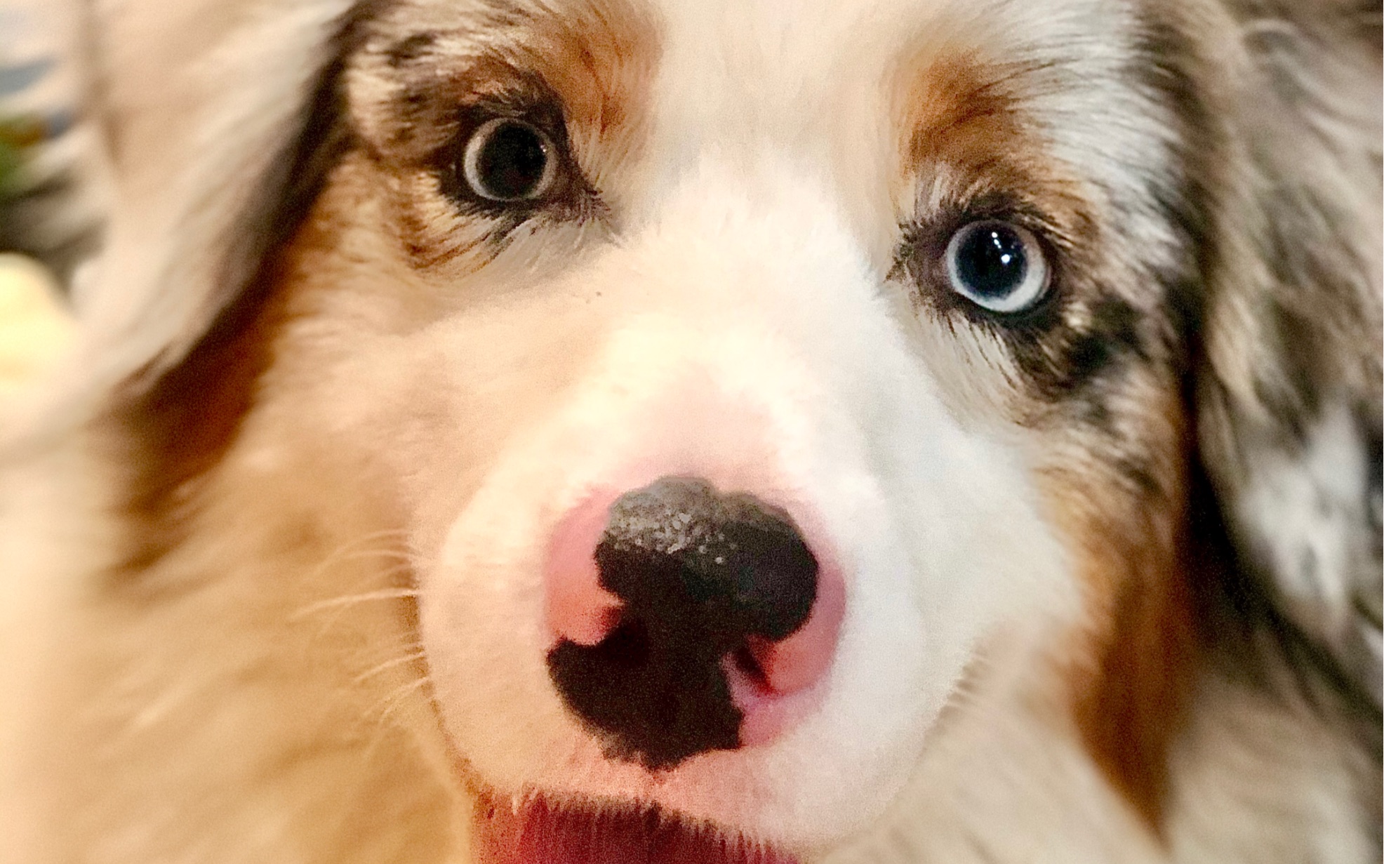 【澳牧花椒】老娘洗完澡天下第一美【手动狗头】