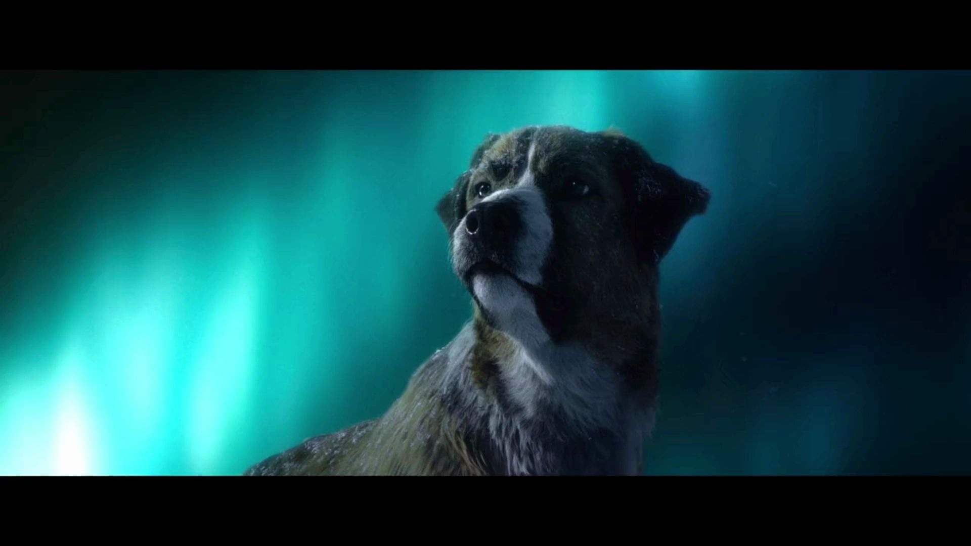 野性的呼唤-狗王争霸