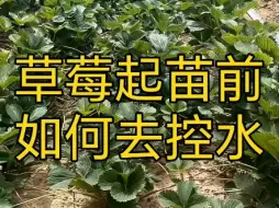 Download Video: 草莓起苗前如何去控水