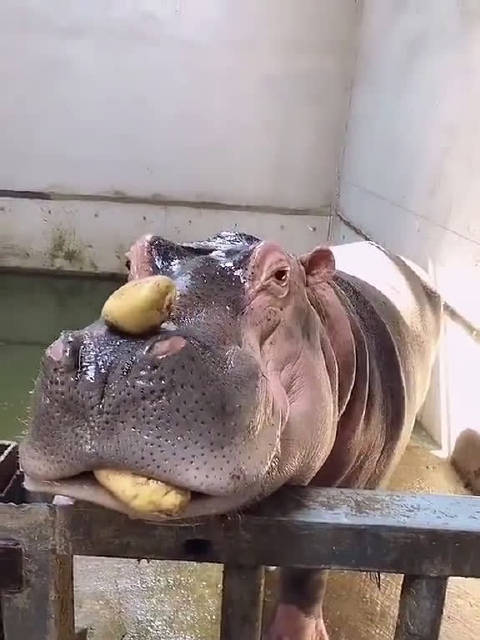 河马这个没味儿我要吃大西瓜哼