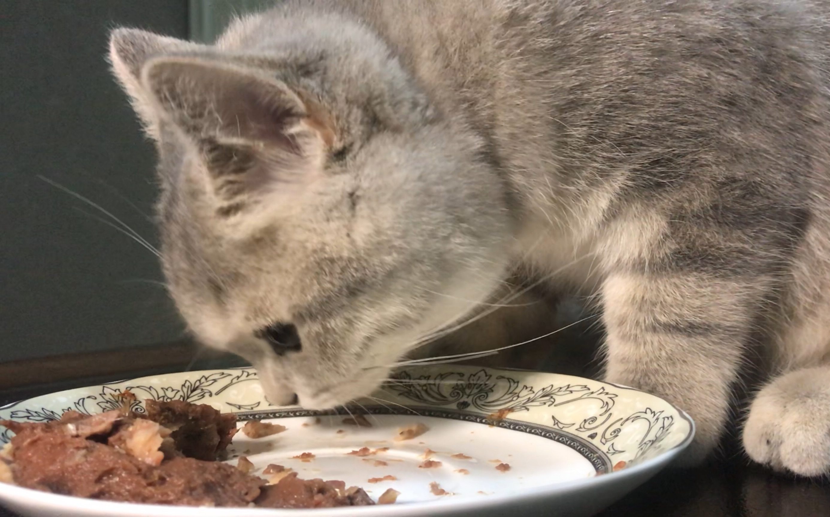 【伪asmr 英短猫吃饭】肥猫界冉冉升起的新星