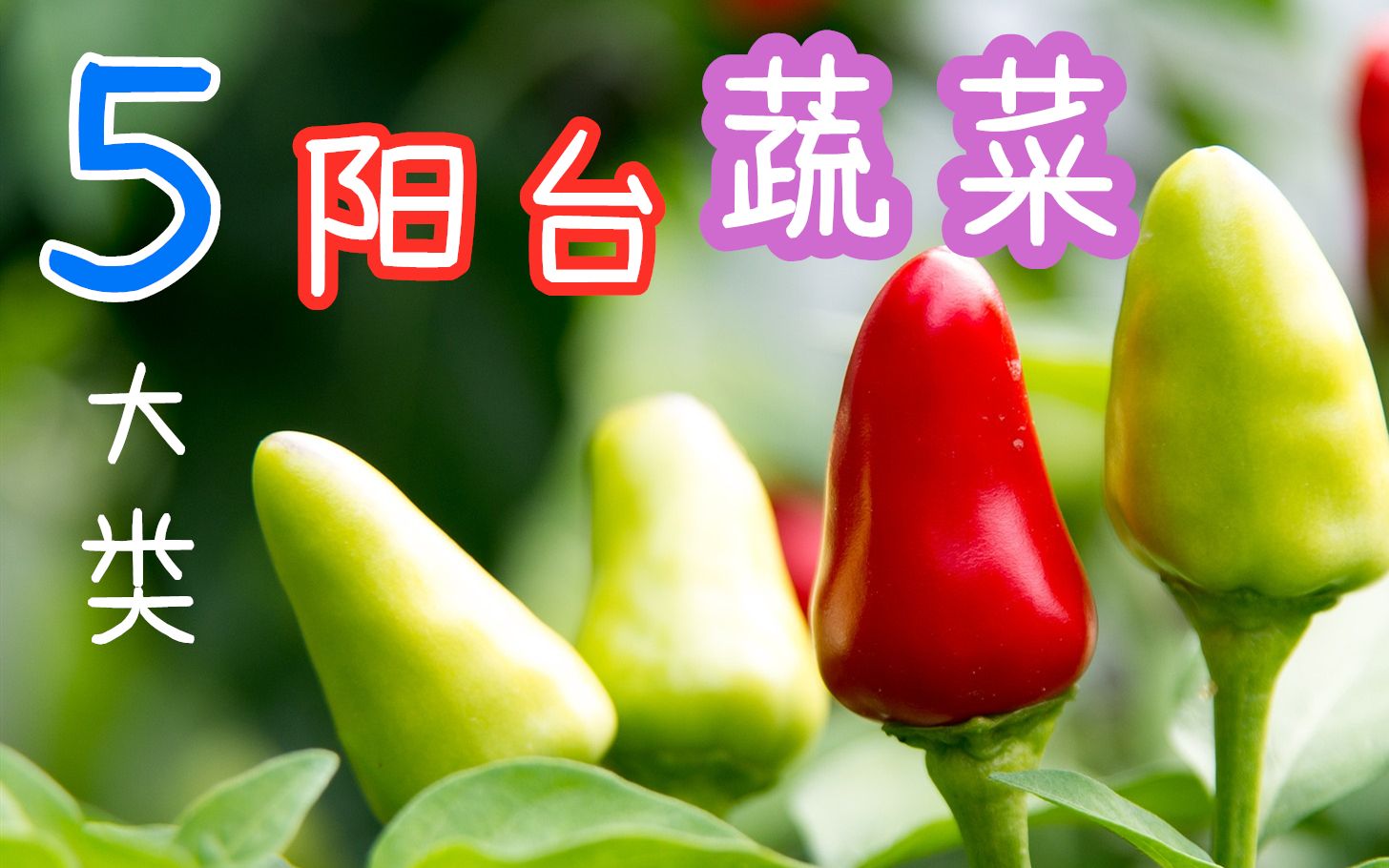 [图]5大类适合【阳台种植】的蔬菜?, 室内/花盆种菜, 最好种的菜