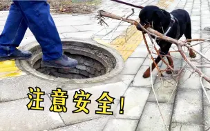 Video herunterladen: 男主人险些掉入下水道，狗狗叼来树枝封住洞口，这狗太有爱了！