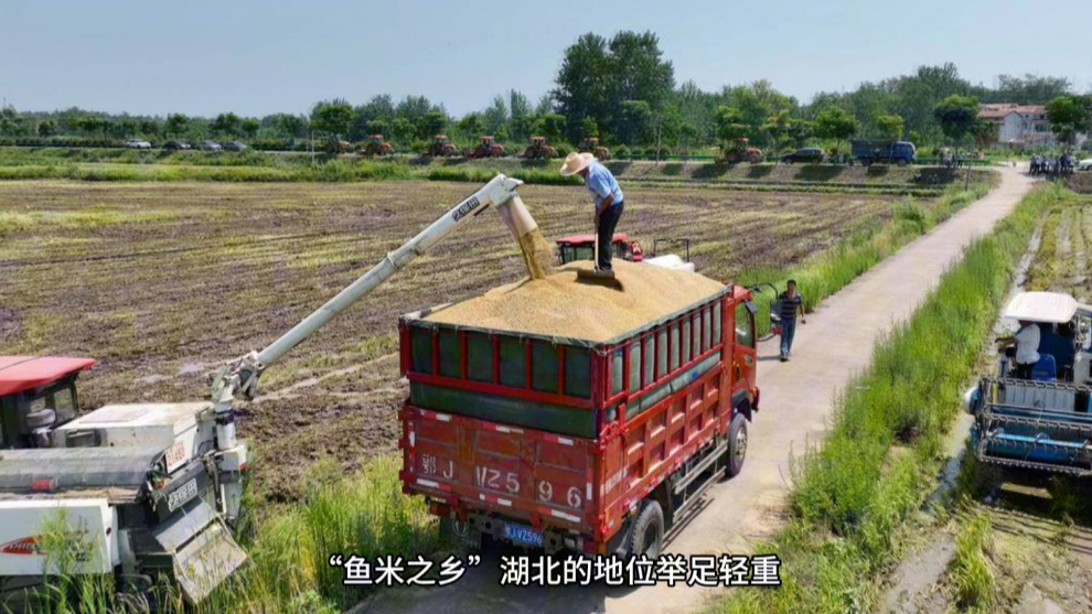 湖北是农业大省,沃野千里,物产丰富,是我国十三大粮食主产区之一,以全国3.7%的耕地生产了全国4.1%的粮食,不但牢牢端稳了5900多万荆楚儿女的饭...