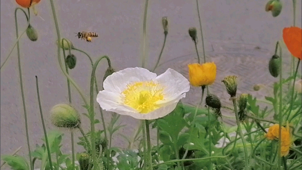 [图]春日序章—1 /蜜蜂拥抱花蕾