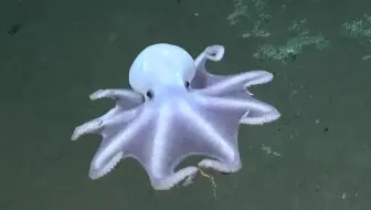 2024东南太平洋深海探险，物种画面记录