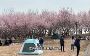 下载视频: 滹沱河桃花林面积很大，再等两天更美