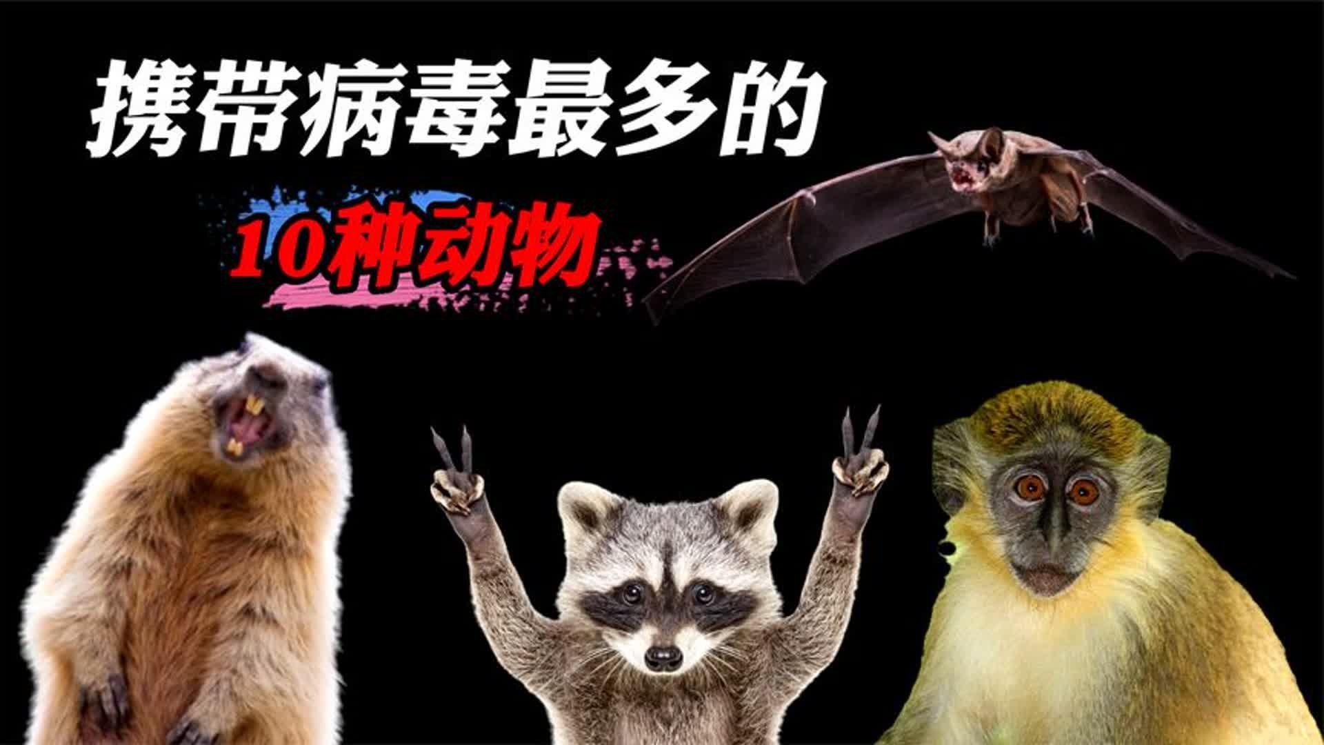  现在什么病毒最多的地方(什么软件有病毒最多)