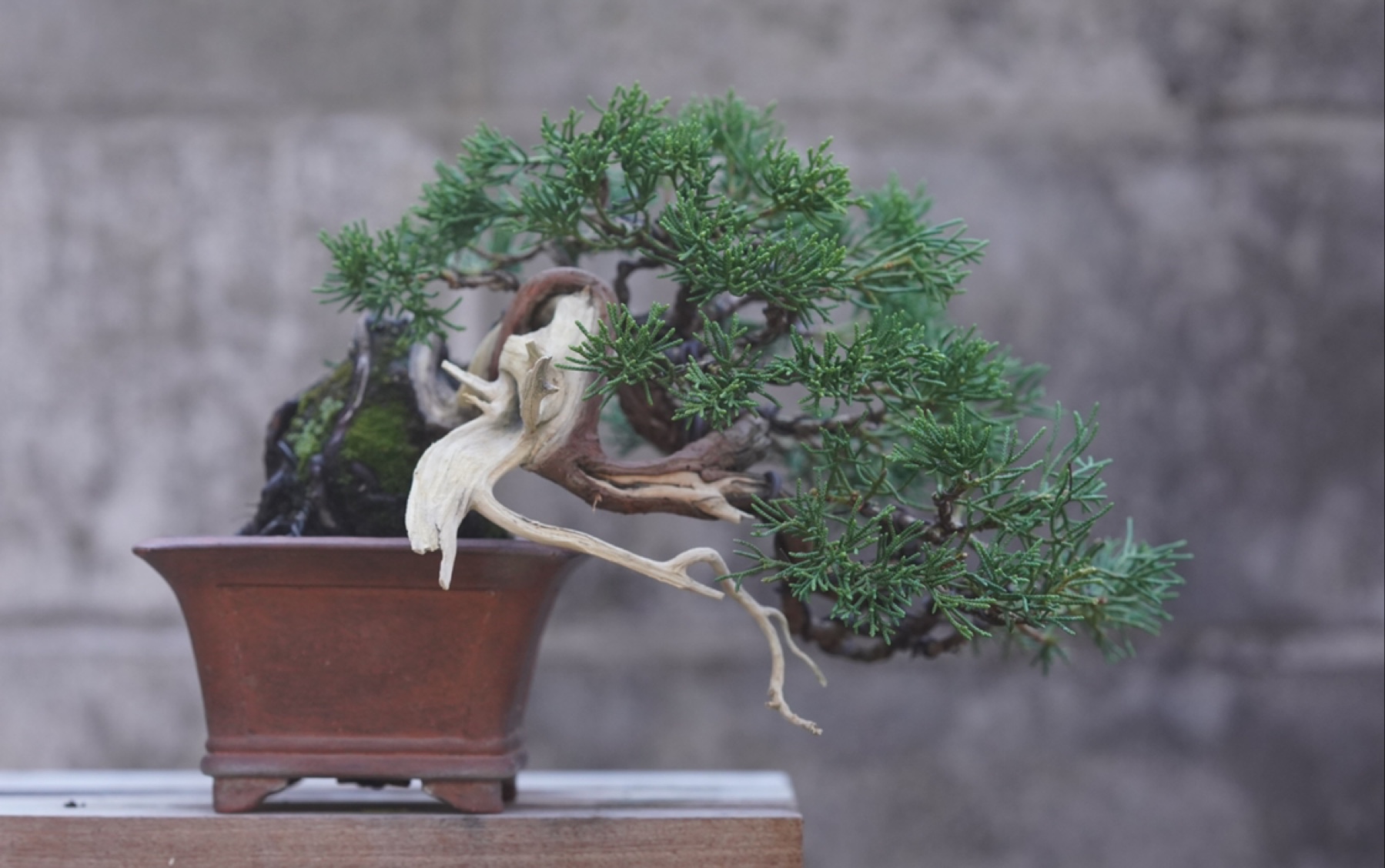 亦盆栽日本真柏修剪造型舍利保养清洁维护园子内盆景随拍_哔哩哔哩